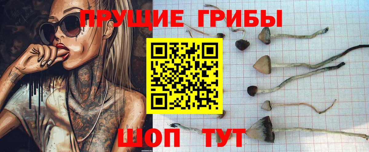 где купить   Галлюциногенные грибы Cubensis  Вход с VPN  Пенза 